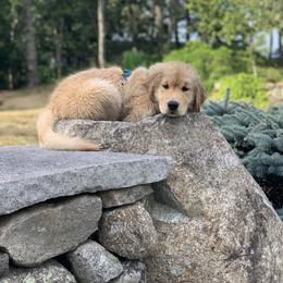 Golden Retriever Puppies from Davis Pond Goldens