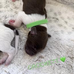 Crockett - Liver and white male German Shorthaired Pointer puppy in Conroe, Texas from The Tipsy Rabbit