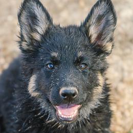 Lime Green - Black and tan female German Shepherd puppy in Rolling Hills, Wyoming from Wyohaus German Shepherds