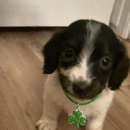Elvis - Piebald male Dachshund puppy in Ft Dodge, Iowa from Secret Reality