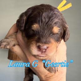 Geertie - Tri-color female Cavapoo puppy in Centerville, Utah from Beehive Fur Friends