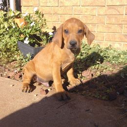 Tucker - Rd whtn blk nose male Rhodesian Ridgeback puppy in Carney, Oklahoma from River Run Parson Russell terriers & River Run Ridgebacks