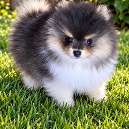 Blu tri boy - Blue and tan male Pomeranian puppy in Fayetteville, North Carolina from Tar-heel Poms