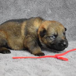 Red - Sable male German Shepherd puppy in Cherryville, North Carolina from Masky Kennel