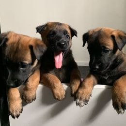 Belgian Malinois, Labrador Retriever, and Shetland Sheepdog Puppies from StoneFox