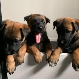 Belgian Malinois, Labrador Retriever, and Shetland Sheepdog Puppies from StoneFox