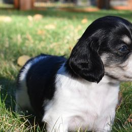 Frank - Dachshund puppy from Discovery Dachs