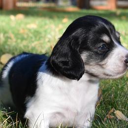 Frank - Dachshund puppy from Discovery Dachs