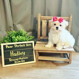 Maltese, Maltipoo, Poodle, and Yorkshire Terrier Puppies from Paw Perfect Pets