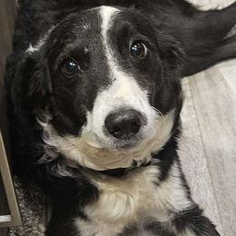 Lady - Border Collie
