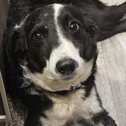 Lady - Border Collie