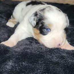 Meeko - Blue merle male Miniature Australian Shepherd puppy in Sunbury, Pennsylvania from Elemental Mini Aussies
