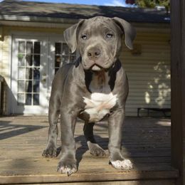 American Bully Puppies from Nitro’s Bullies