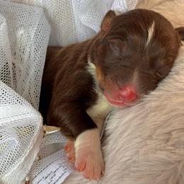 Girl - 2 - Red tri-color female Australian Shepherd puppy in Ramona, California from Blue Moon Aussies