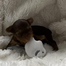 Penny AKC - Chocolate and tan female Yorkshire Terrier puppy in Labelle, Florida from Chocolate and Parti Yorkies in Florida