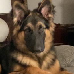 German Shepherds from Divine German Shepherds