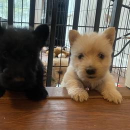 Boy 4 - male Scottish Terrier puppy in Fenton, Michigan from Carnes Croft Scotties