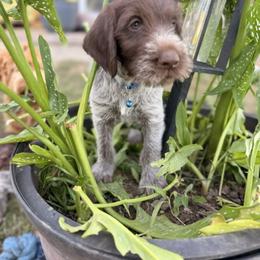 Blue Collar Male - Brown and gray male Wirehaired Pointing Griffon puppy in Sheldon, Vermont from Ole Poor Farm
