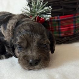 Comet - Merle male Cockapoo puppy in Bronson, Florida from Tabler Family Puppies