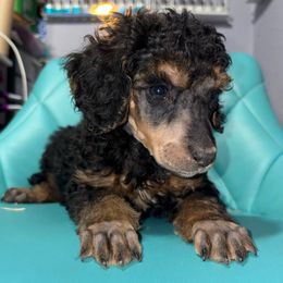 Sterling - Phantom male Poodle puppy in Toledo, Ohio from Exquisite Dalmatians & Poodles
