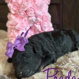 Prada - Phantom female Poodle puppy in Independence, Kansas from Malone Standard Poodles