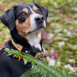Entlebucher Mountain Dog All Grown Up from Middle Fork Entlebuchers