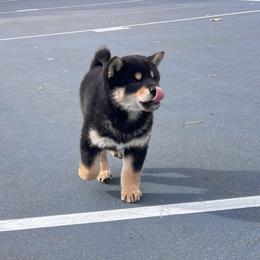 Rocky - Black and tan male Shiba Inu puppy in San Francisco, California from Bay Area Shiba Inu