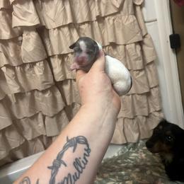 Blue female - Gray (blue) female Dachshund puppy in Coeburn, Virginia from Southern Sweetheart Kennels