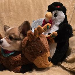 Cocoa - Red female Pembroke Welsh Corgi puppy in Hebron, Kentucky from The Clever Corgi
