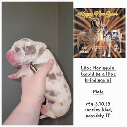 Great Dane Puppies from LakeSide Danes