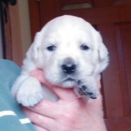 Boy 3 - male Golden Retriever puppy in Chehalis, Washington from Tradition Golden Retrievers