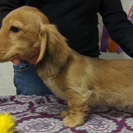 Dachshunds from Stendachs