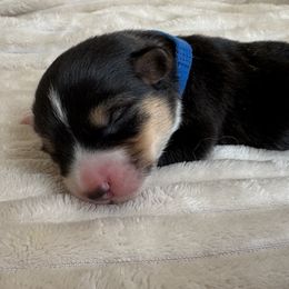 Copper - Black and tan male Pembroke Welsh Corgi puppy in Dayton, Ohio from MB Corgis
