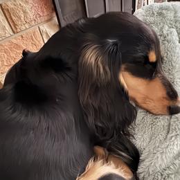 Dachshund puppies from Southern Sash Doxies