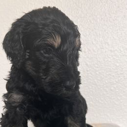 Schnoodle Puppies from Gooch Canines (Giant Schnoodles)