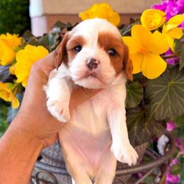 Willow - Blenheim female Cavapoo puppy in Salt Lake City, Utah from SunnySide Mini Doodles