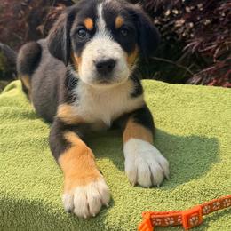Orange Girl - Black, white and red female Greater Swiss Mountain Dog puppy in Oregon City, Oregon from Runamuck's Greater Swiss Mountain Dogs