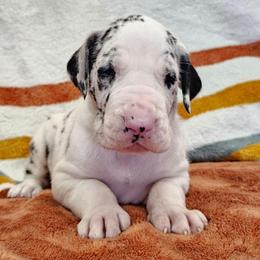Puppy 10 - Harlequin male Great Dane puppy in Castle Rock, Washington from Uber Alles Great Danes