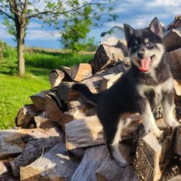 Jeremiah - Black and white Pomsky puppy in Minnesota from Taival Puppies