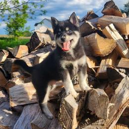 Jeremiah - Black and white Pomsky puppy in Minnesota from Taival Puppies