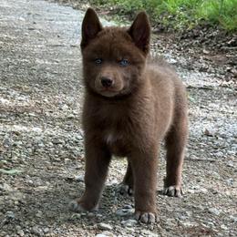 Rowan - Red and white male Siberian Husky puppy in Tulsa, Oklahoma from EvergreenEliteKennel