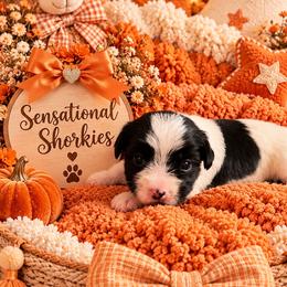 Orange Collar - Black and white male Shorkie puppy in Staten Island, New York from Sensational Shorkies