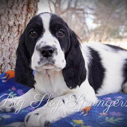 Boy 7 - Black and white male English Springer Spaniel puppy in Great Falls, Montana from Big Sky Springers