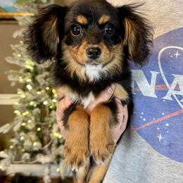 Cavalon Midnight - Black and tan female Companion Cross puppy in Boardman, Ohio from Taliaferro Kennel