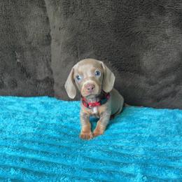 Willie - Fawn (Isabella) male Dachshund puppy in Grass Valley, California from Mis Doxie