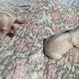 Nellie - Cream female Dachshund puppy in Coatesville, Indiana from ADH Dachshunds