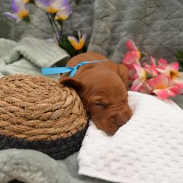 Mr Light Blue - Golden rust male Vizsla puppy in Lexington, Kentucky from Summit Vizsla (we can deliver to you)