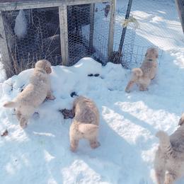 Golden Retriever and Labrador Retriever Puppies from Harvest Moon Farms