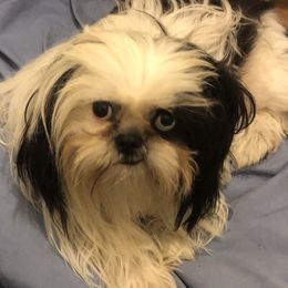 Me’a - Shih Tzu