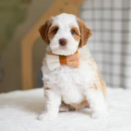 Tiger Blood - Apricot male Australian Labradoodle puppy in Port Orchard, Washington from Snooze and Sniff Labradoodles
